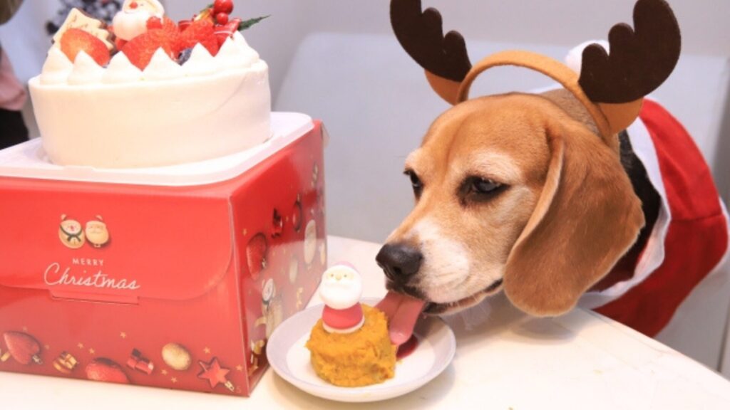 ペットと一緒にクリスマスイメージ画像