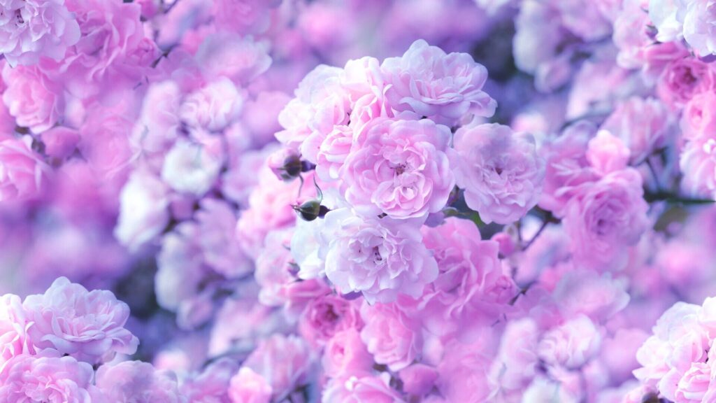 お花イメージ写真